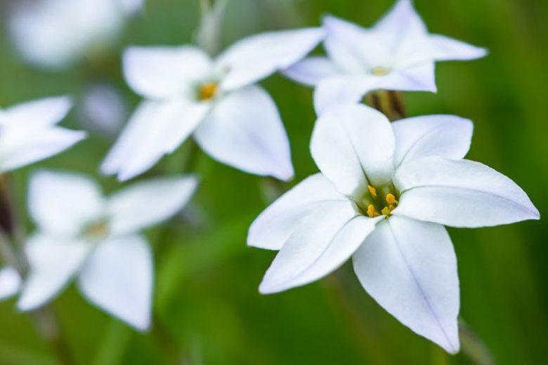 Ipheion uniflorum 'White Star', Spring Starflower 'White Star', Starflower 'White Star', Springstar 'White Star', early flowering bulb, winter bulb, White flowering bulb, White winter flowers