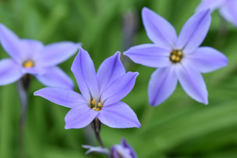 Ipheion uniflorum 'Wisley Blue', Spring Starflower 'Wisley Blue', Starflower 'Wisley Blue', Springstar 'Wisley Blue', early flowering bulb, winter bulb, Blue flowering bulb, Blue winter flowers