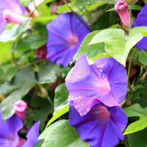 Ipomoea Purpurea,Morning Glory, Common Morning Glory, Tall Morning Glory, Convolvulus purpureus, Blue Flowers, Purple Flowers