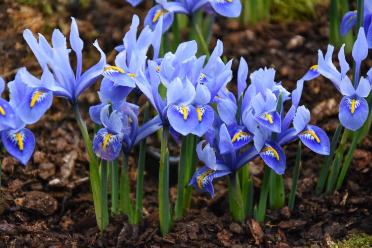 Iris 'Alida', Dwarf Iris 'Alida', Iris reticulata 'Alida', Iris reticulata, Dwarf iris, Early spring Iris,Purple flowers, Purple iris,Blue flowers, Blue iris