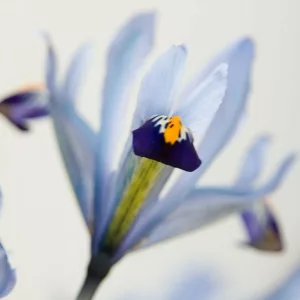 Iris 'Cantab', Dwarf Iris 'Cantab', Iris reticulata 'Cantab', Iris reticulata, Dwarf iris, Early spring Iris,Blue flowers, Blue iris