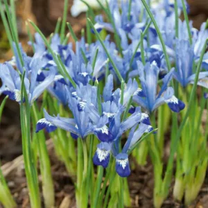 Iris 'Clairette', Dwarf Iris 'Clairette', Iris reticulata 'Clairette', Iris reticulata, Dwarf iris, Early spring Iris, Blue flowers, Blue iris