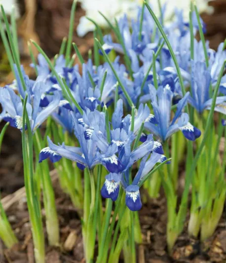 Iris 'Clairette', Dwarf Iris 'Clairette', Iris reticulata 'Clairette', Iris reticulata, Dwarf iris, Early spring Iris, Blue flowers, Blue iris