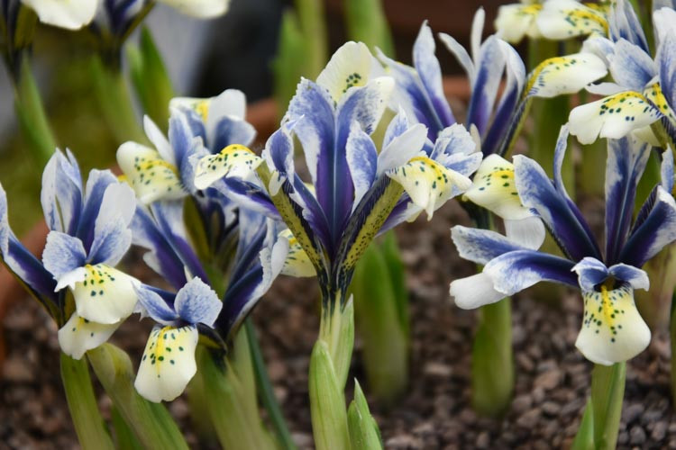 Iris 'Eye-Catcher', Dwarf Iris 'Eye-Catcher', Iris reticulata 'Eye-Catcher', Iris reticulata, Dwarf iris, Early spring Iris,White flowers, White iris,Blue flowers, Blue iris