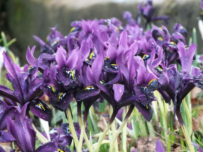 Iris 'Katharine Hodgkin', Dwarf Iris 'Katharine Hodgkin', Iris reticulata 'Katharine Hodgkin', Iris reticulata, Dwarf iris, Early spring Iris, Blue flowers, Blue iris