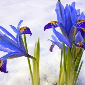 Iris 'Gordon', Dwarf Iris 'Gordon', Iris reticulata 'Gordon', Iris reticulata, Dwarf iris, Early spring Iris,Purple flowers, Purple iris,Blue flowers, Blue iris