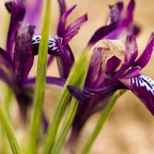 Iris 'J.S. Dijt', Dwarf Iris 'J.S. Dijt', Iris reticulata 'J.S. Dijt', Iris reticulata, Dwarf iris, Early spring Iris,Purple flowers, Purple iris