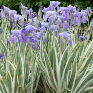 Dalmatian Iris 'Argentea Variegata', Silver-Variegated Sweet Iris,  Zebra Iris 'Argentea Variegata', Sweet Iris 'Argentea Variegata'