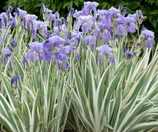 Dalmatian Iris 'Argentea Variegata', Silver-Variegated Sweet Iris,  Zebra Iris 'Argentea Variegata', Sweet Iris 'Argentea Variegata'