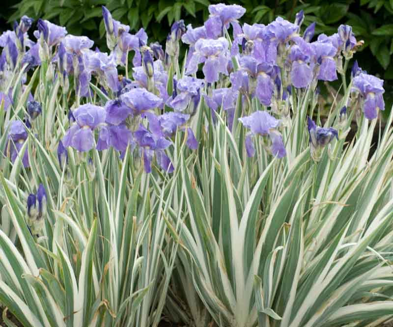 Iris pallida 'Argentea Variegata' (Dalmatian Iris)