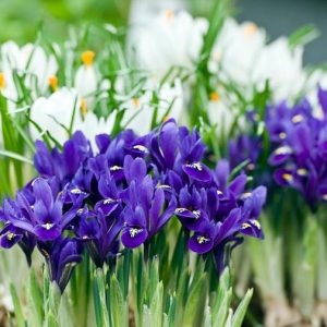 Iris 'Pixie', Dwarf Iris 'Pixie', Iris reticulata 'Pixie', Iris reticulata, Dwarf iris, Early spring Iris,Purple flowers, Purple iris,Blue flowers, Blue iris
