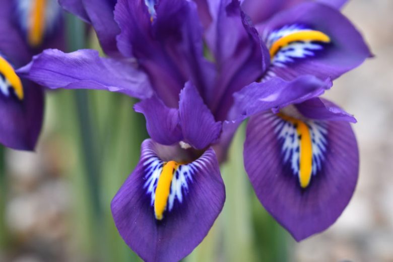 Iris 'Scent Sational', Dwarf Iris 'Scent Sational', Iris reticulata 'Scent Sational', Iris reticulata, Dwarf iris, Early spring Iris,Purple flowers, Purple iris