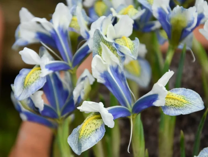 Iris 'Sea Breeze', Dwarf Iris 'Sea Breeze', Iris reticulata 'Sea Breeze', Iris reticulata, Dwarf iris, Early spring Iris,White flowers, White iris,Blue flowers, Blue iris