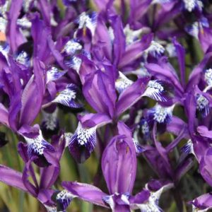 Iris 'Spot-on', Dwarf Iris 'Spot-on', Iris reticulata 'Spot-on', Iris reticulata, Dwarf iris, Early spring Iris,Purple flowers, Purple iris