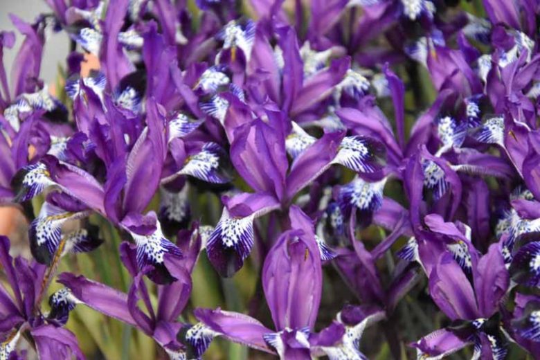Iris 'Spot-on', Dwarf Iris 'Spot-on', Iris reticulata 'Spot-on', Iris reticulata, Dwarf iris, Early spring Iris,Purple flowers, Purple iris