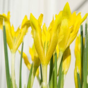 Iris danfordiae, Dwarf Iris 'danfordiae, Danford Iris, Iris reticulata 'Danfordiae', Early spring Iris,Yellow flowers, Yellow iris