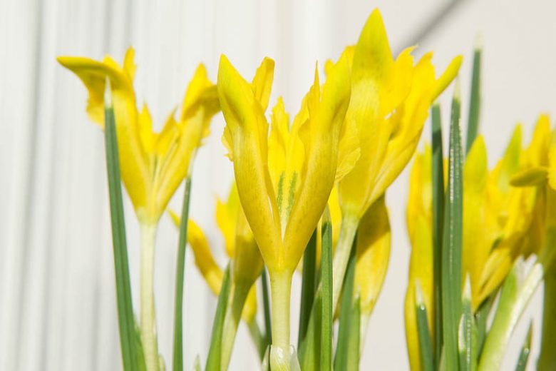 Iris danfordiae, Dwarf Iris 'danfordiae, Danford Iris, Iris reticulata 'Danfordiae', Early spring Iris,Yellow flowers, Yellow iris