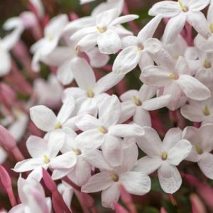 Jasminum Polyanthum, Pink Jasmine, White Jasmine, Many-Flowered Jasmine, Jasminum blinii,Fragrant Vine, Fragrant Shrub, Evergreen Vine, evergreen shrub, White Flowers