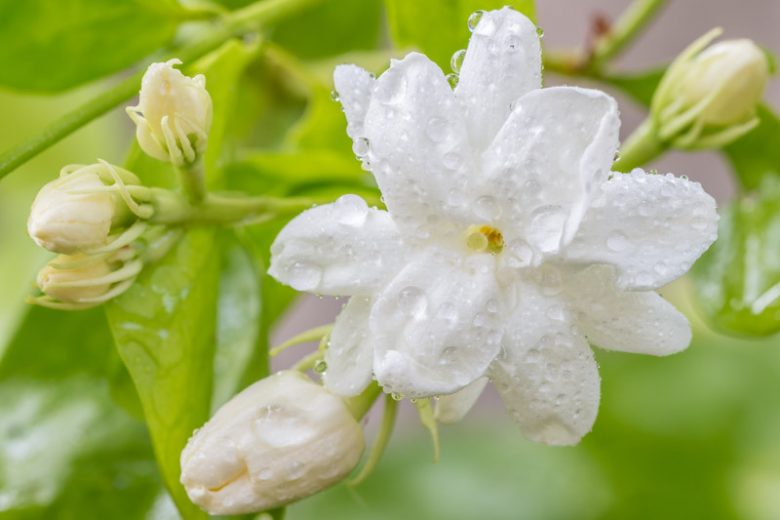 Jasminum Sambac, Arabian Jasmine, Mohle Flower, White-Flowered Indian Jasmine, Zambac, Sampa Gita,Fragrant Vine, Fragrant Shrub, Evergreen Vine, evergreen shrub, White Flowers