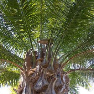 Jubaea chilensis, Chilean Wine Palm, Chilean Coquito Palm, Coquito, Honey Palm, Little Cokernut Palm, Palm Honey Tree, Drought tolerant tree, Palm Tree