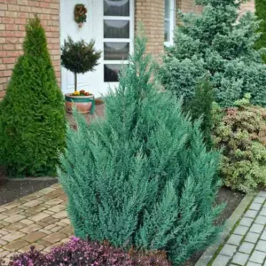 Juniperus chinensis 'Stricta', Chinese Juniper Stricta, Evergreen Shrub, Evergreen Tree
