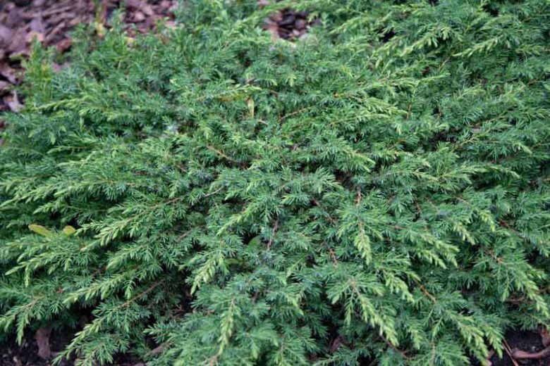 Juniperus communis 'Green Carpet', Common Juniper 'Green Carpet', Juniper 'Green Carpet', Evergreen Shrub, Evergreen Tree
