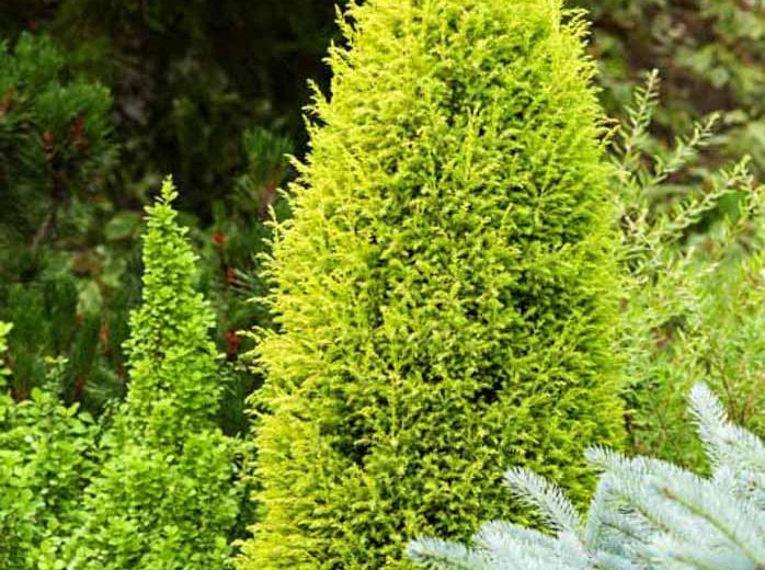 Juniperus communis 'Suecica Aurea', Common Juniper 'Suecica Aurea', Juniper 'Suecica Aurea', Irish Juniper Gold Cone, Evergreen Shrub, Evergreen Tree, Golden Foliage