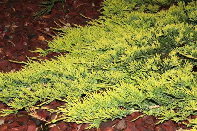 Juniperus horizontalis ‘Golden Carpet’ (Creeping Juniper)