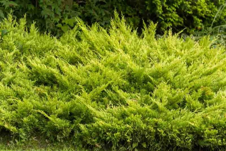 Juniperus horizontalis 'Limeglow', Creeping Juniper 'Limeglow', Evergreen Shrub, Evergreen Ground cover, Golden Shrub, Yellow shrub