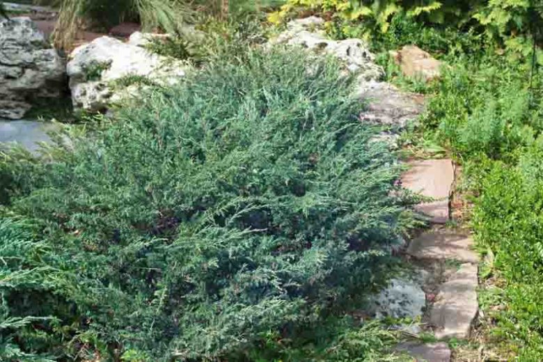 Juniperus horizontalis 'Wiltonii', Creeping Juniper 'Wiltonii', Juniperus horizontalis 'Blue Rug', Creeping Juniper 'Blue Rug', Evergreen Shrub, Evergreen Tree