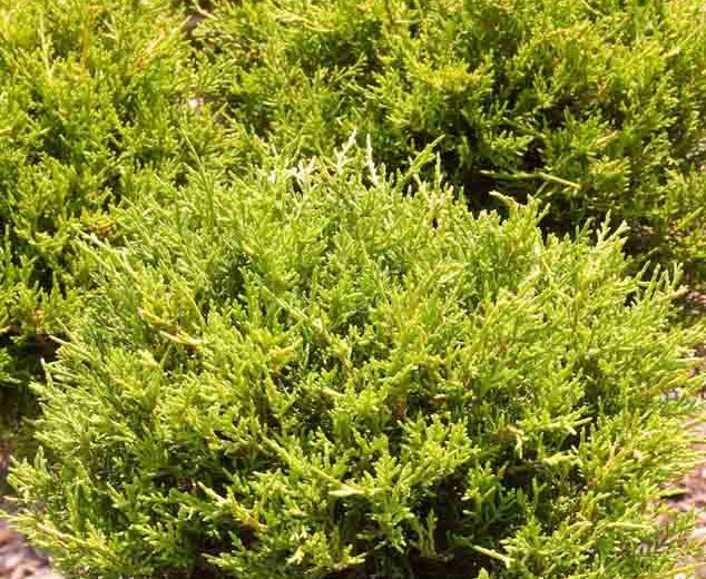 Juniperus rigida subsp. conferta 'All Gold', Shore Juniper 'All Gold', Juniperus conferta 'All Gold', Evergreen Shrub, Dwarf evergreen shrub, Yellow shrub