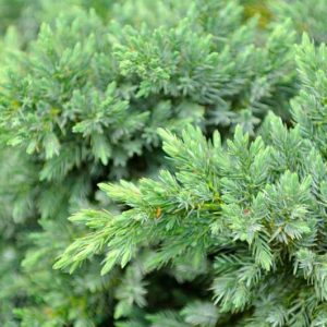 Juniperus rigida subsp. conferta 'Blue Pacific', Shore Juniper 'Blue Pacific', Juniperus conferta 'Blue Pacific', Evergreen Shrub, Dwarf evergreen shrub, Blue shrub