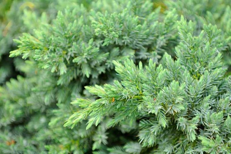 Juniperus rigida subsp. conferta 'Blue Pacific', Shore Juniper 'Blue Pacific', Juniperus conferta 'Blue Pacific', Evergreen Shrub, Dwarf evergreen shrub, Blue shrub
