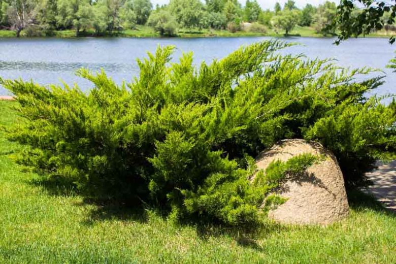 Juniperus sabina, Savin Juniper, Evergreen Shrub