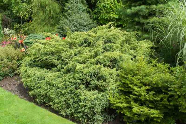 Juniperus squamata 'Dream Joy', Flaky Juniper 'Dream Joy', Singleseed Juniper 'Dream Joy, Evergreen Shrub, Dwarf evergreen shrub, Golden shrub, Yellow Shrub