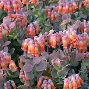 Kalanchoe marnieriana, Marnier's Kalanchoe, Bryophyllum marnierianum, succulent plant, Pink flowers, Drought tolerant plant, succulent