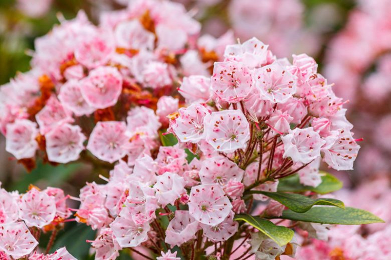Kalmia Latifolia, Mountain Laurel, Calico Bush, Spoonwood Tree, Flowering shrub, evergreen shrub, pink flowers