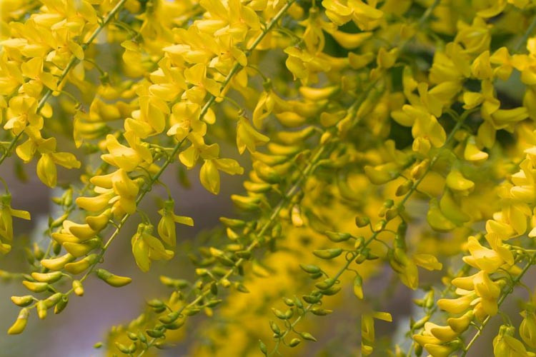 Laburnum × watereri 'Vossii', Golden Chain Tree, Bean Tree, Yellow Flowers