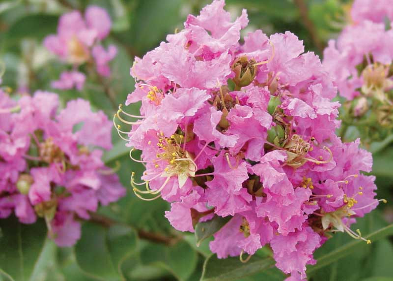 Lagerstroemia Dazzle® Me Pink (Crape Myrtle)
