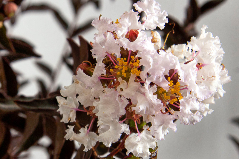 Lagerstroemia 'Delta Moonlight', Crape Myrtle 'Delta Moonlight', Crapemyrtle 'Delta Moonlight', Lagerstromia indica 'Delea', Shrub, White Flowers, White Crape Myrtle, Dark foliage