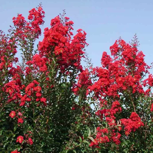 Lagerstroemia 'Red Rocket', Crape Myrtle 'Red Rocket', Crapemyrtle 'Red Rocket', Shrub, Red Flowers, Red Crape Myrtle, Red Flowers, Red Crape Myrtle