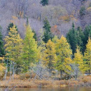 Larix laricina, American Larch, Tamarack, Black Larch, Hackmatack, Deciduous Conifer, Tree with fall color, Fall color, Attractive bark Tree, golden leaves