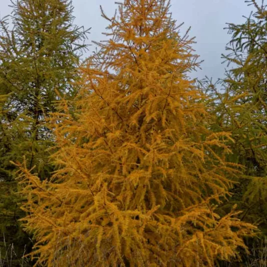 Larix x marschlinsii, Dunkeld Larch, Swiss Larch, Deciduous Conifer, Tree with fall color, Fall color, Attractive bark Tree, golden leaves