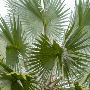 Latania loddigesii, Blue Latan Palm, Drought tolerant tree, Tropical Plant, Palm Tree, Blue Palm Tree, Blue Palms