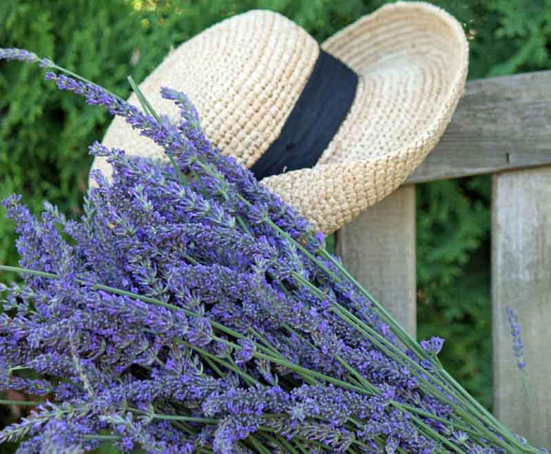 Late Spring to Early Summer Lavender Flowers