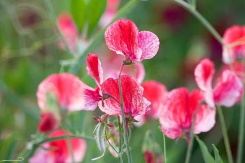 Lathyrus Odoratus 'America',Sweet Pea 'America', Fragrant Flowers, Red Flowers, Pink Flowers, Annuals, Annual plant, Cut flowers, deer resistant flowers
