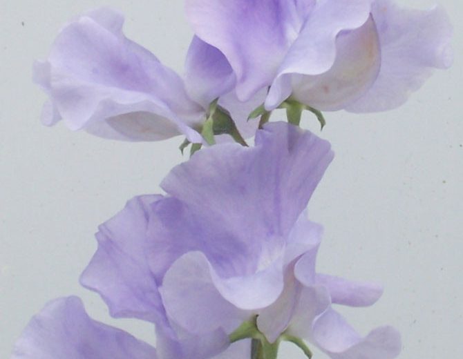 Lathyrus Odoratus 'Charlie's Angel',Sweet Pea 'Charlie's Angeln', Fragrant Flowers, Blue Flowers, Lavender Flowers, Annuals, Annual plant, Cut flowers, deer resistant flowers