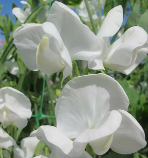Lathyrus Odoratus 'Dorothy Eckford',Sweet Pea 'Dorothy Eckford', Fragrant Flowers, White Flowers, Annuals, Annual plant, Cut flowers, deer resistant flowers