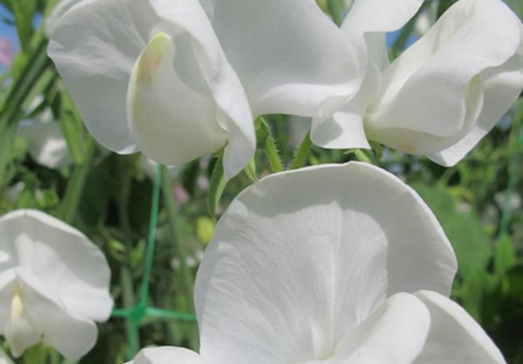 Lathyrus Odoratus 'Dorothy Eckford',Sweet Pea 'Dorothy Eckford', Fragrant Flowers, White Flowers, Annuals, Annual plant, Cut flowers, deer resistant flowers