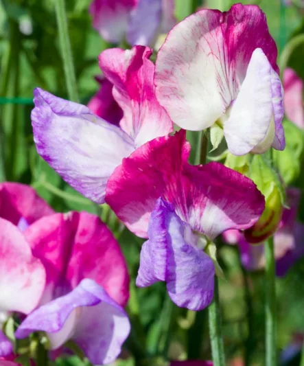 Lathyrus Odoratus 'Fire and Ice',Sweet Pea 'Fire and Ice', Fragrant Flowers, Pink Flowers, White Flowers, Annuals, Annual plant, Cut flowers, deer resistant flowers